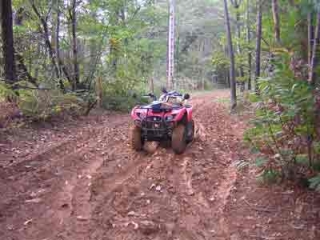 Cuatrimoto en el bosque